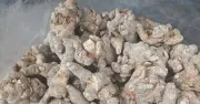 Cây tam thất: Công dụng bổ máu, hỗ trợ u bướu và lưu ý khi dùng