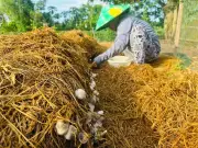 Dự án lúa gạo bền vững giúp 8.000 nông dân Đồng Tháp thích ứng biến đổi khí hậu