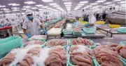 Doanh thu giảm 74% nhưng lợi nhuận Thủy sản Mekong tăng 200% nhờ tiền gửi