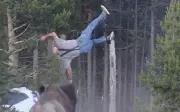 Du khách bị bò rừng húc văng 2,5m ở Yellowstone khi chụp ảnh cùng cháu