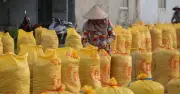 Giá gạo tăng trở lại, xuất khẩu vào Trung Quốc và Iraq tăng vọt