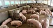 Giá heo hơi hôm nay 10.7: Loanh quanh vùng đáy, bình quân 63.000 đồng/kg