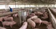 Giá heo hơi hôm nay 13.7.2026: Bất ngờ tăng trở lại trên cả nước