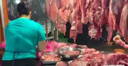 Giá heo hơi hôm nay 15/7/2026: Tăng nhẹ tại miền Nam, miền Bắc chững lại