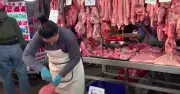 Giá heo hơi hôm nay 1.7.2026: Lao dốc, cả nước xuống 60.000-66.000 đồng/kg