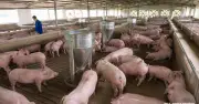 Giá heo hơi hôm nay 24/7/2026: Lại lùi về 63.000 đồng/kg trên cả nước