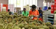 Giá sầu riêng giảm mạnh dù xuất khẩu tăng: Nguyên nhân và thách thức