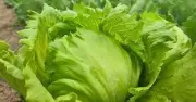 Gần 2.000 người nhiễm ký sinh trùng Cyclospora do ăn xà lách Mỹ, 98 người nhập viện
