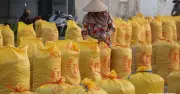 Gạo Việt Nam đối mặt sức ép lớn: chi phí tăng, giá giảm, nông dân lỗ nặng