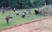 Gấu hoang dã tấn công người dân sau giải cứu ở Odisha, Ấn Độ