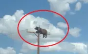 Gấu leo lên đỉnh cột điện ở New Mexico bị điện giật chết
