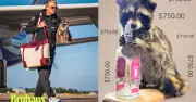Haaland mua gấu mèo 19 triệu: Kiểu mua sắm chỉ đàn ông hiểu