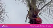 Hai mẹ con chơi dù bay mắc kẹt trên ngọn dừa ở Hạ Long