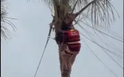 Hai mẹ con mắc kẹt trên cây dừa sau sự cố dù bay ở Hạ Long