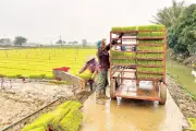 Hải Phòng quy hoạch 11 vùng rau màu, dự án bán dẫn 1 tỷ USD