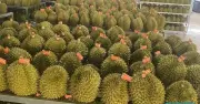 Hải quan chỉ đạo khẩn thông quan sầu riêng trong ngày, cấm gây khó