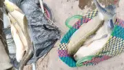 Hơn 12 tấn cá chết do thiếu oxy tại vùng nuôi lồng bè