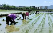 Hẹn hò giấu mặt ở cánh đồng lúa: Cô gái thử lòng chàng trai bằng việc cấy mạ