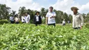 Hàng chục hécta rau vàng lá chưa rõ nguyên nhân tại Đồng Tháp