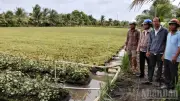 Hàng chục hecta rau màu ở Đồng Tháp hư hại nghi do nguồn nước tưới
