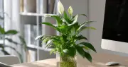 Hướng dẫn chi tiết trồng và chăm sóc lan ý thủy sinh đúng cách