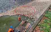 Hàng loạt cá chết tại suối Hậu Kình và kênh Hữu Xương ở Cao Hùng