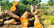 Hàng loạt cây xanh cổ thụ bị chặt hạ tại trụ sở cũ xã Ia Hrú, Gia Lai