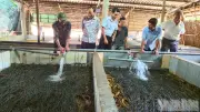 Hàng trăm hồ nuôi lươn ở Vị Thủy lao đao vì giá giảm, tồn đọng kéo dài