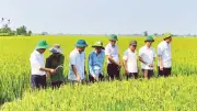 Hợp tác xã Triệu Phong thành công với mô hình lúa hữu cơ