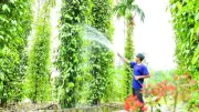 Hạt tiêu Tiên Phước được bảo hộ chỉ dẫn địa lý, khẳng định thương hiệu