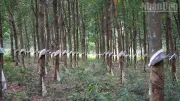 Hun Sen kêu gọi Mondulkiri tăng thuế, hợp tác với Việt Nam