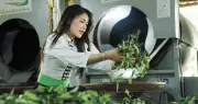 Đồi chè Co Hón thức giấc sau mưa, người dân phấn khởi thu hoạch