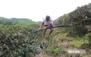 Đồi chè ngả vàng, nông dân Nghệ An đứng trước nguy cơ bỏ chè