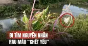 Đi tìm nguyên nhân rau màu chết bất thường ở Đồng Tháp
