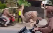 Đà điểu khổng lồ sổng ra đường cao tốc ở Indonesia và Thái Lan