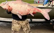 Kỷ lục mới: Câu được cá chép đầu to 53,8 kg tại Oklahoma