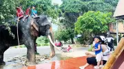 Đắk Lắk bảo tồn voi: Đàn voi rừng tăng, voi nhà được chăm sóc bài bản