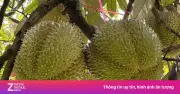 Đắk Lắk lần đầu đấu giá sầu riêng tại vườn trong Lễ hội Sầu riêng 2026