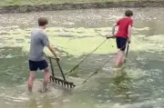 Khách Tây kéo cày thay trâu trên ruộng bậc thang Sa Pa thu hút triệu lượt xem