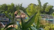 Khởi tố 6 đối tượng đường dây buôn bán lợn nhiễm dịch tả châu Phi