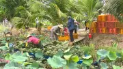 Khóm Cần Thơ lao đao vì biến đổi khí hậu và giống Queen lão hóa