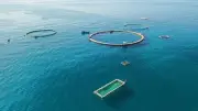 Khánh Hòa chuyển mình với nuôi biển công nghệ cao bằng lồng HDPE