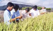 Khuyến nông Cần Thơ: Chuyển giao kỹ thuật giúp nông dân thoát nghèo