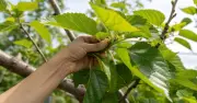 Lá dâu tằm: Thần dược thượng phẩm trong y thư cổ Trung Quốc