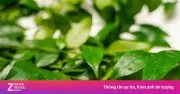 Lá mắc mật: Gia vị quen thuộc, 'thuốc' dưỡng gan tự nhiên