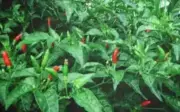 Lá ớt giàu canxi, được ví như 'nhân sâm của người nghèo' - Công dụng và cách dùng