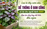 Lá tía tô tốt cho người bệnh gout: Cách chế biến giữ dưỡng chất