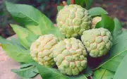 Lợi ích sức khỏe từ quả na: bổ dưỡng, chống oxy hóa, tốt cho tim mạch và tiêu hóa