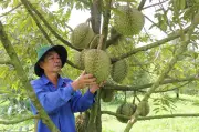 Lâm Đồng nâng chất ngành hàng sầu riêng tăng sức cạnh tranh xuất khẩu