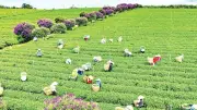 Lâm Đồng quyết tâm đạt tăng trưởng GRDP hai con số năm 2026